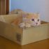 なぜ猫は狭い場所が好きなのか？段ボールを見ると入りたくなる可愛い習性の謎に迫る